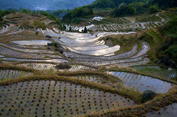 农业亚洲瓷器作物领域