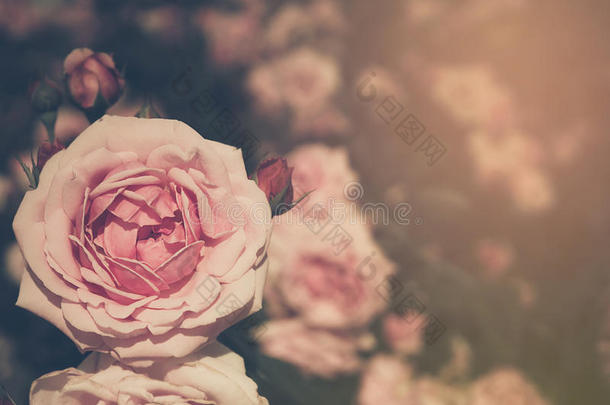 美丽的粉红色玫瑰与灯光。复古风格的照片和过滤过程。
