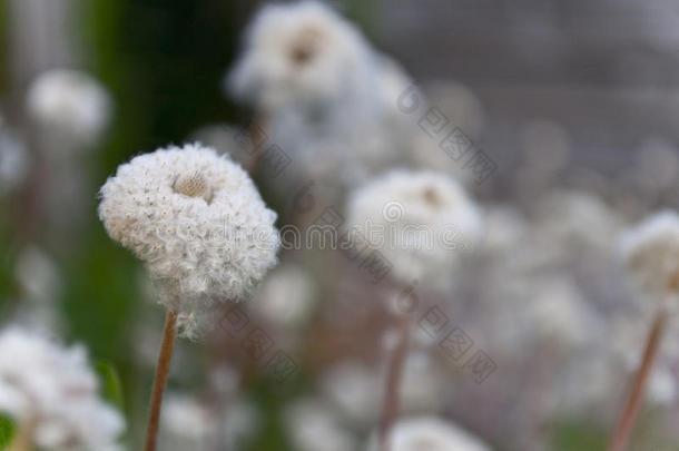 毛茸茸的白花