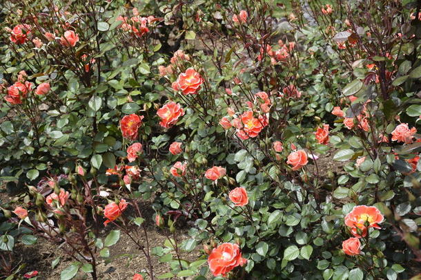 智利圣地亚哥的惊人玫瑰