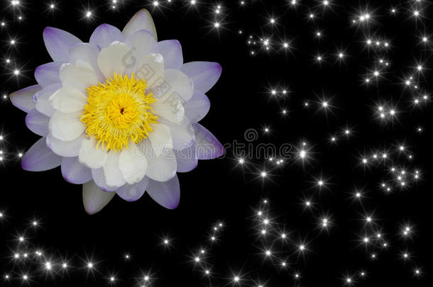 美丽的紫白色莲花，在黑色背景上隔离着闪闪发光的星光