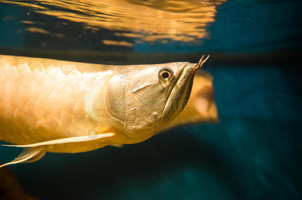 亚马逊动物水族馆金龙鱼美丽的