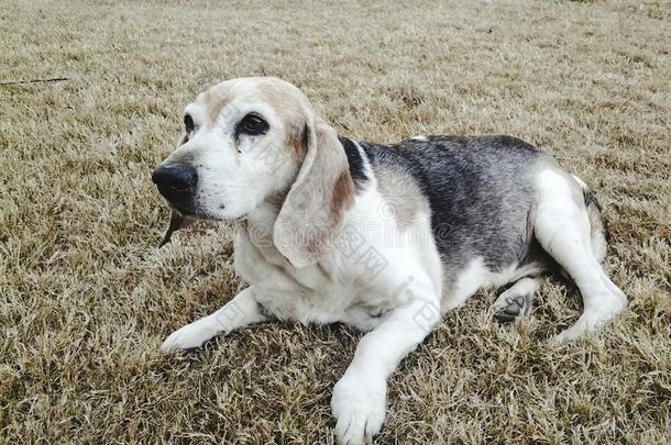 沐浴小猎犬最大值百万太阳