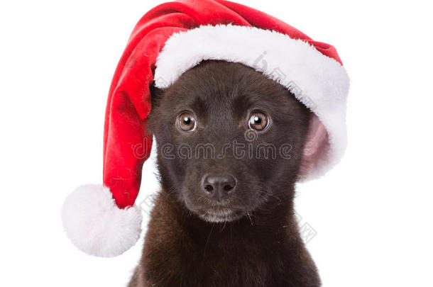 特写交叉繁殖的狗带着红色的帽子。 在白色背景上隔离