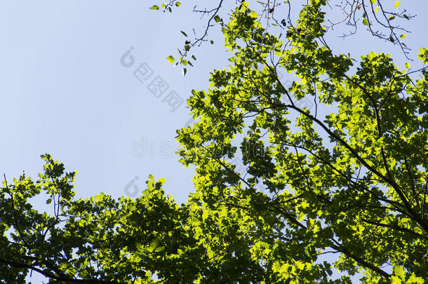 明亮的绿色新春天的叶子生长在绿色森林的高枝树梢上，天空湛蓝