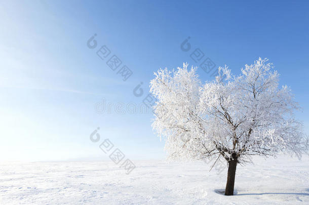 冬日雪原上孤零零的冻树