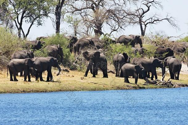 纳米比亚bwabwata国家公园水洞马蹄中的大象