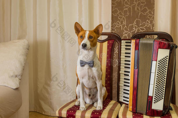 可爱的巴森吉狗戴着领结坐在手风琴旁边的椅子上