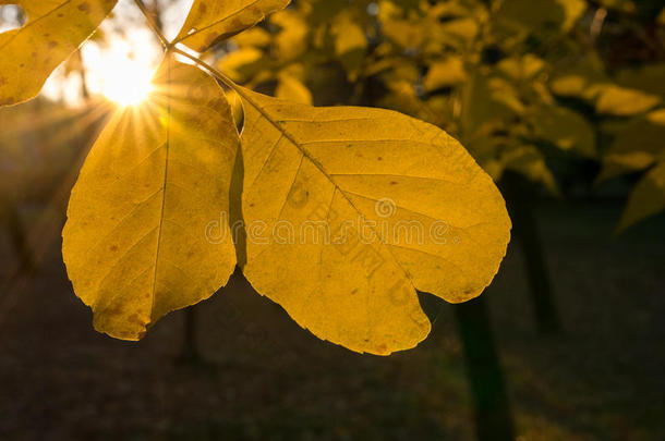 秋天阳光下的金色叶子
