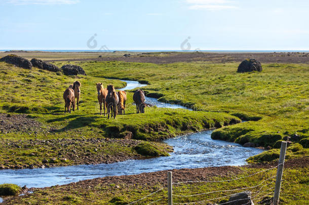 冰岛乡村风景区草地上的马