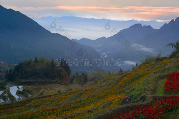 亚洲瓷器云花丽水