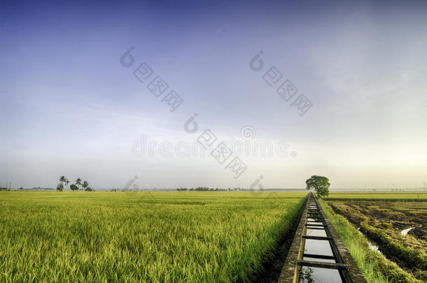 早上美丽的景色是黄色的稻田。 稻田灌溉混凝土水渠