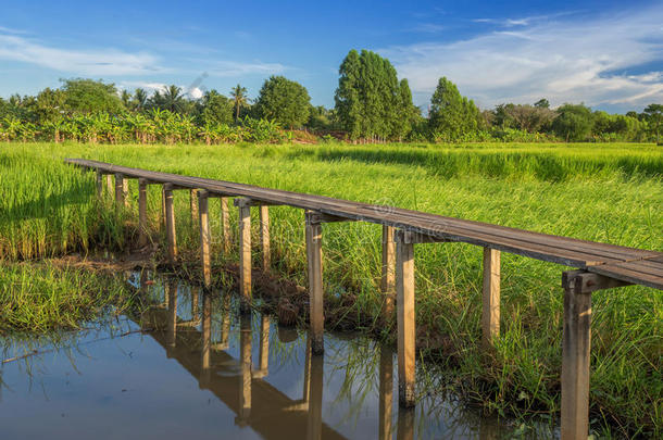 100年历史的木桥之间的稻田在纳洪拉查西马，泰国