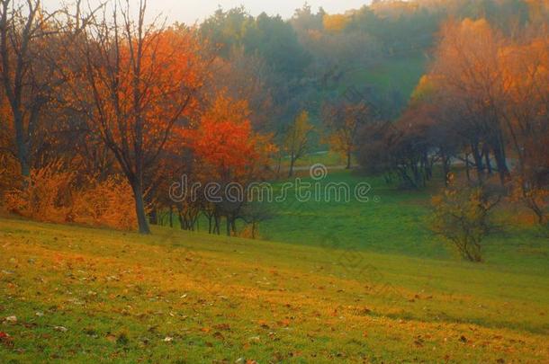 在11月的雾天，山区的彩色树木