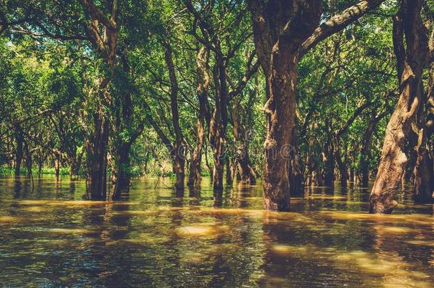 红树林雨林中被淹的树木。 坎蓬·弗卢克。 柬埔寨