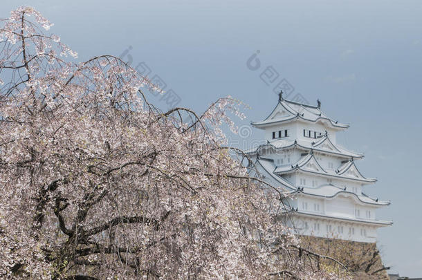 开<strong>花城</strong>堡樱桃文化白鹭