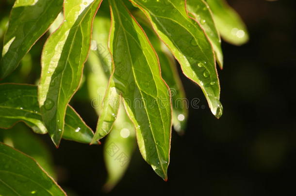 在夏天的雨之后。 <strong>绿色植物</strong>茎叶上水滴（<strong>露水</strong>）的宏观照片。