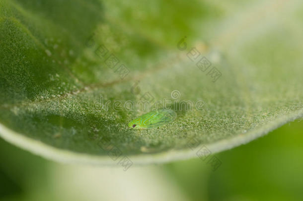 动物节肢动物桃金娘生物学缺陷