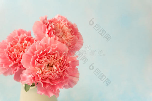 粉红色康乃馨花的美丽绽放