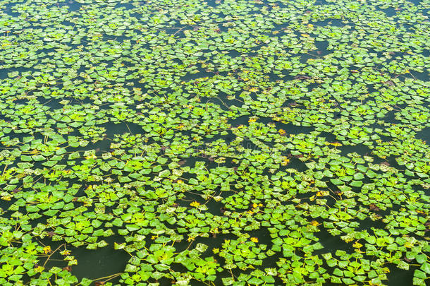 水生植物