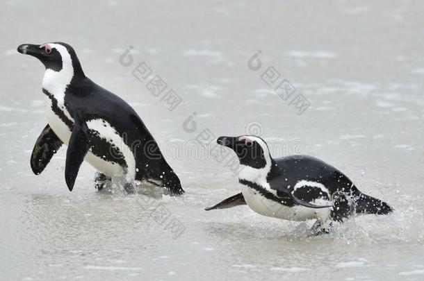 非洲企鹅。 非洲企鹅(SpheniscusDemersus)，也被称为企鹅和黑脚企鹅是一个物种
