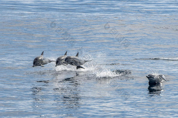 常见的海豚在海洋外跳跃
