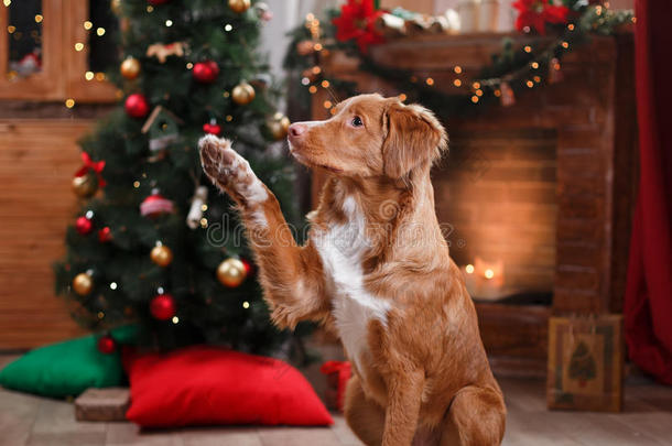 狗新星斯科舍鸭收费猎犬假期，圣诞节