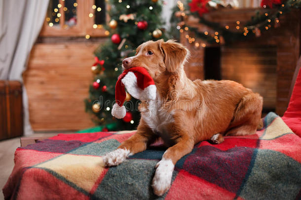狗新星斯科舍鸭收费猎犬假期，圣诞节