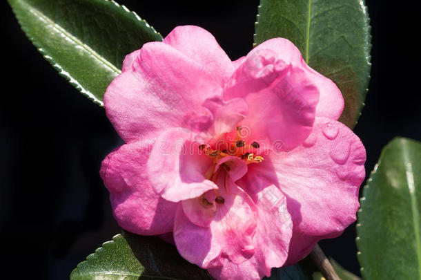 粉红色山<strong>茶花</strong>