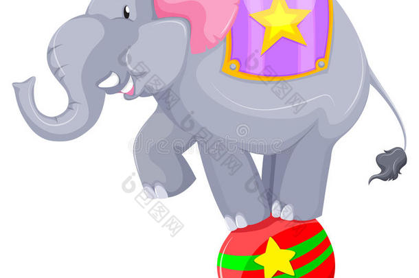 灰色大象在球上平衡