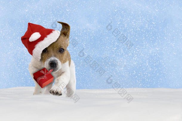 狗，小狗，杰克拉塞尔猎犬，圣诞老人的帽子跳在sn