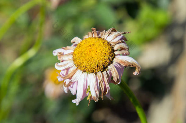 花园里的雏菊