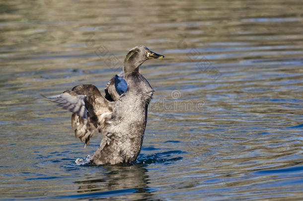 美国黑鸭在水面上伸<strong>展翅</strong>膀