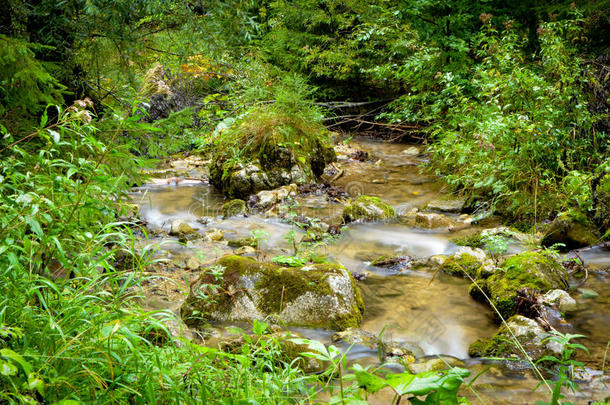 小溪法特拉植物区系流动的流量