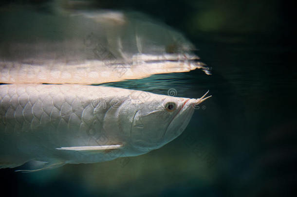 动物水族馆水生的金龙鱼亚洲