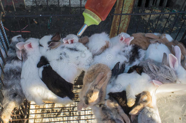 泰国城市集市上的兔子宝宝