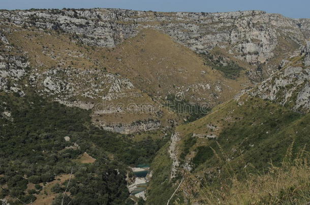 峡谷决明子卡瓦格兰德森林高的