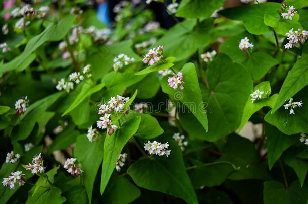 越南哈<strong>江</strong>开花季节(TamGiacMach花季)。 玉米花是主要食物之一(大米后