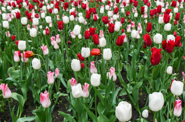 五颜六色的郁金香花季花园户外<strong>美景</strong>