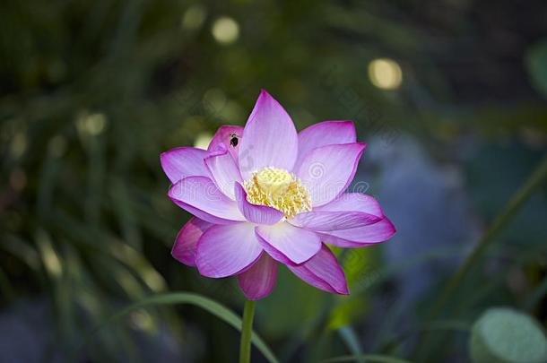 蜜蜂细节花伏霞<strong>莲花</strong>