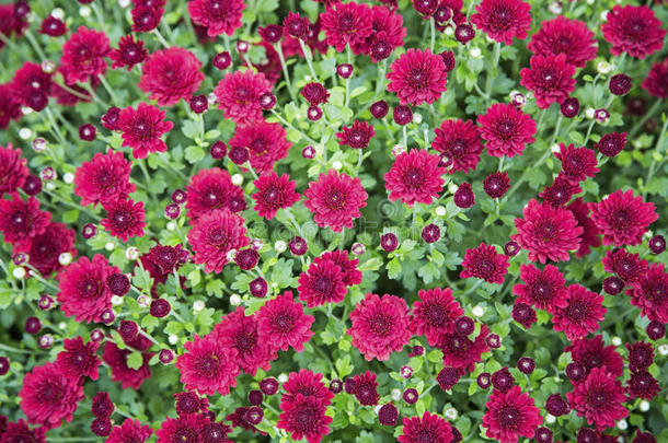 深红色菊花花卉植物壁纸