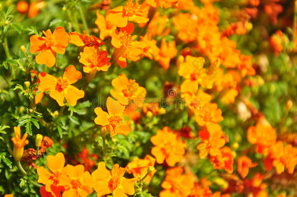 菊科开花植物区系花花园