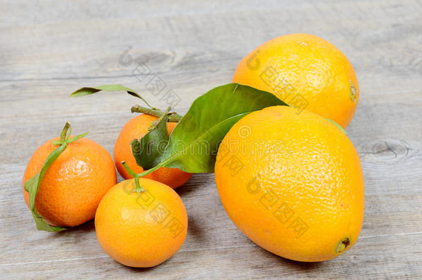 橘子和橘子的分类