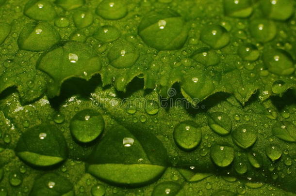 在夏天的雨之后。 <strong>绿色植物</strong>茎叶上水滴（<strong>露水</strong>）的宏观照片。