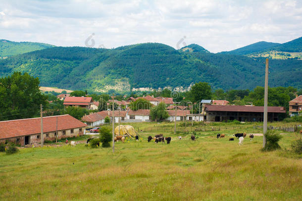 美丽的乡村风景的房子和奶牛在