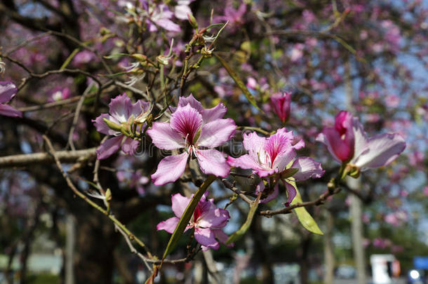 台湾台南紫荆花，2015年