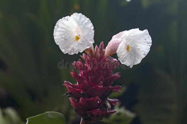 美丽的美女开<strong>花露水</strong>滴