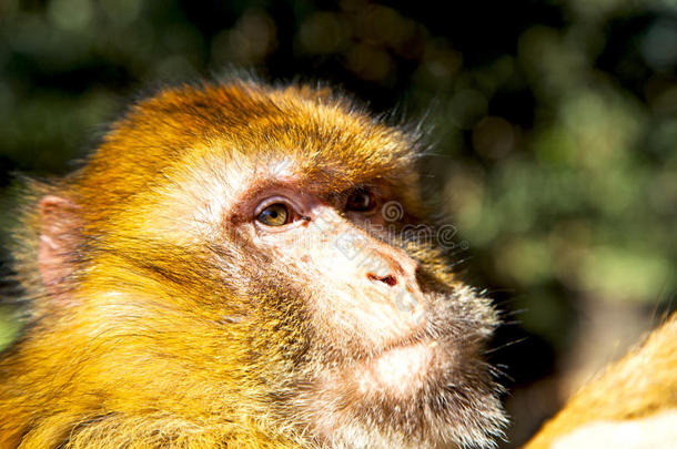 丛林猴子非洲摩洛哥动物群关闭