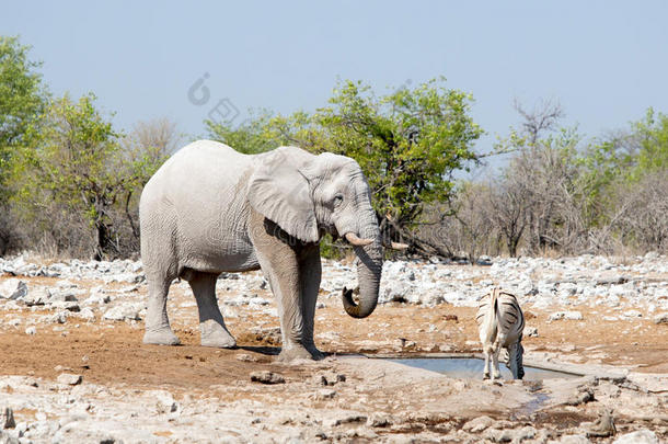 一只孤独的大象和一只斑马站在水坑前