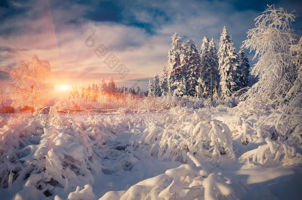山林中五彩缤纷的冬天场景。